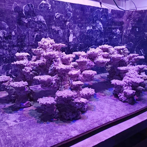 Op maat gemaakte kunstmatige grote decoratieve koraalrifrots voor een 150cm zoutwateraquarium - Product Image 6