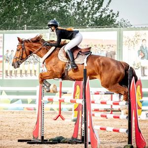 Système <span class=keywords><strong>de</strong></span> clôtures <span class=keywords><strong>de</strong></span> saut d'obstacles élégant et <span class=keywords><strong>de</strong></span> haute qualité pour l'entraînement en arène et la préparation au saut d'obstacles - Product Image 4