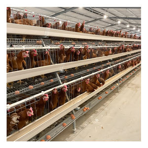 Gabbia per animali di tipo A per galline ovaiole, attrezzatura agricola in vendita calda <span class=keywords><strong>2026</strong></span>, materiale zincato a caldo - Product Image 5