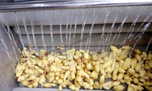 Baixin công nghiệp gừng nghệ Máy chế biến/gừng bột làm cho dây chuyền sản xuất - Product Image 3