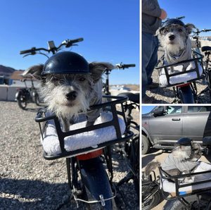 <span class=keywords><strong>Casco</strong></span> <span class=keywords><strong>per</strong></span> Animali Domestici, <span class=keywords><strong>Casco</strong></span> da Moto, Cappello da Bici, Abbigliamento di Sicurezza <span class=keywords><strong>per</strong></span> la Guida con Fori <span class=keywords><strong>per</strong></span> le Orecchie, Caschi <span class=keywords><strong>per</strong></span> <span class=keywords><strong>Cani</strong></span> e Gatti - Product Image 2