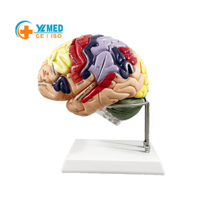 Ciencia Médica - Anatomía Humana - Modelo de 4 Partes del Nervio Cerebral y la Estructura de Zonificación Funcional del Cerebro, Doble del Tamaño Original - Product Image 1