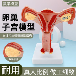 Modèle d'utérus humain, modèle pédagogique, vagin et ovaires, anatomie, simulation médicale féminine, modèle de reproduction féminine. - Product Image 3