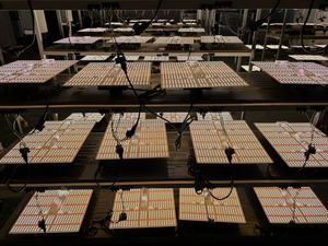 अल्ट्रालाइट 120w-320w क्वामटून बोर्ड लाइट उगने वाली रोशनी एलएम301h पूर्ण स्पेक्ट्रम के कारण डीएमबल प्लांट बढ़ रहा है। - Product Image 2