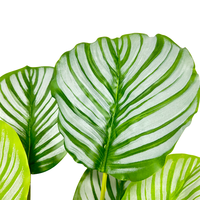 Plantes artificielles en plastique de la marque TREESMAS, feuilles de Calathea, couleur verte et blanche, pour usage intérieur/extérieur, XPZ007