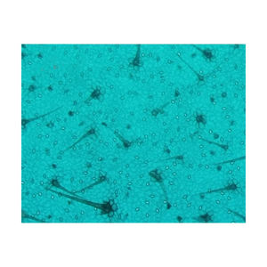 Lames de Microscope de comparaison Monocot et Dicot - Product Image 2