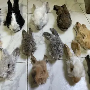 Calaveras cabeza de conejo