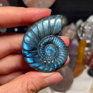 Labradorite, ammonite fossile, coquille de cristal polie, pierre naturelle, objet de collection artistique, éclat bleu, forme spirale colorée - Product Image 3