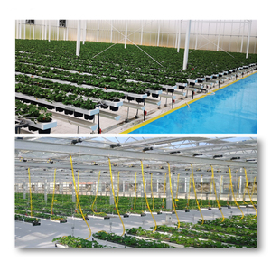 Systèmes <span class=keywords><strong>de</strong></span> culture <span class=keywords><strong>de</strong></span> fraise/laitue/fleur/herbe dans l'agriculture <span class=keywords><strong>de</strong></span> ferme hydroponique <span class=keywords><strong>de</strong></span> serre - Product Image 5