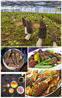 Prix préférentiel Morilles Champignons Morille cultivée de haute qualité Champignons Morilles séchées végétaliens