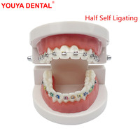 YOUYA DENTAL Tipodonto Dental Modelo Anatómico de Ortodoncia MX-030 de Plástico Realista, Semi-Selpligado, Normal, para Ciencias Médicas
