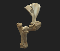 Système de lit d'anatomie numérique 3D Anatomix, table de dissection interactive 3D virtuelle pour les écoles de médecine