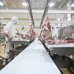 Ligne d'abattage de chèvres à haute efficacité avec machine à dépoillement et plateforme de travail - Product Image 3