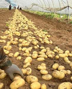 Органический 100% чистый натуральный свежий картофель высокого качества оптом от экспортера - Product Image 6