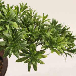 JWT3817 Bonsaï artificiel <span class=keywords><strong>en</strong></span> pin style nordique plante verte décoration <span class=keywords><strong>pot</strong></span> de fleur adapté à la maison chambre à coucher décoration japonaise - Product Image 4