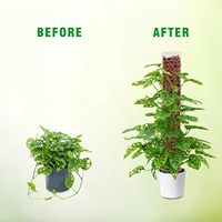 Bâtons de croissance pour plantes de jardin d'intérieur, piquets de soutien pour Monstera Plastic Moss Pole, 24 pouces, 16 pouces