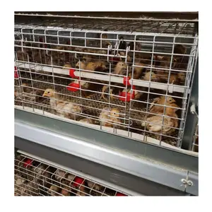 Animal And Poultry Farm Equipment H Type And A Type Modern Automatic Broiler Chicken Cage