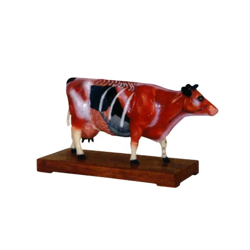 Animal Model Acupuncture Point Model Cow Anatomy Models Cow Anatomy Model Training