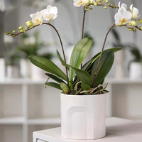 Pot de fleur pour plante d'intérieur et d'extérieur Décoration de jardin à la mode Jardinières succulentes en ciment