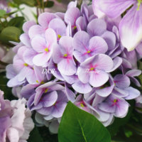 Supplier pernikahan, runner bunga ungu terlaris, bunga mawar sutra, runner bunga hydrangea buatan untuk dekorasi pernikahan