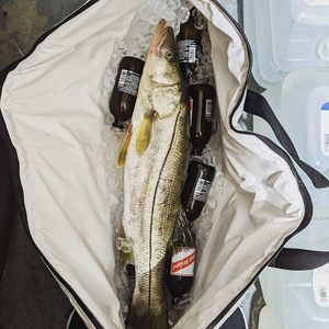 Sac isotherme souple et étanche pour poisson, avec logo personnalisé, poignées ergonomiques, sac de transport pour poisson, OEM ODM - Product Image 2