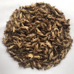 <span class=keywords><strong>Grillons</strong></span> séchés en gros, insectes <span class=keywords><strong>comestibles</strong></span>, nourriture pour animaux de compagnie - Product Image 4