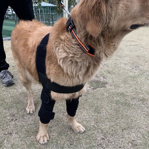 Stock ajustable perro <span class=keywords><strong>rodillera</strong></span> Protector mascota lesión quirúrgica cubierta protectora gimnasio compresión envoltura recuperación perro <span class=keywords><strong>rodillera</strong></span> - Product Image 4