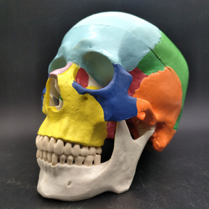 Skull mô hình con người giải phẫu đầu nhựa có thể tháo rời bắt buộc và hộp sọ màu tiêu chuẩn mô hình hộp sọ - Product Image 5