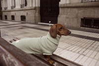Qiqu – fournitures pour animaux de compagnie, nouveau pull de luxe chaud pour chien teckel, vêtements pour animaux de compagnie, pulls pour chiens teckel avec jambes