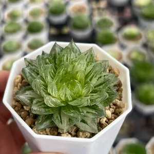 <span class=keywords><strong>Haworthia</strong></span> 'Cooperi' Var. Picturata fiore 6.5cm verde taglio fresco - Product Image 1