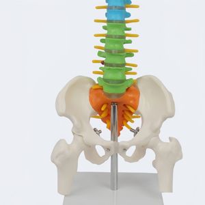 Modelo de Columna Vertebral Humana de Alta Calidad y Gran Demanda, con Cinturón de Columna de Color Medio, Hueso Pélvico y Hueso de Pierna (Vertical), para Enseñanza Médica - Product Image 2