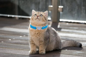 Collar para Gato NiBao de Alta Calidad con Corazón Brillante, Ajustable, con Correa de Seguridad y Cascabel - Product Image 6