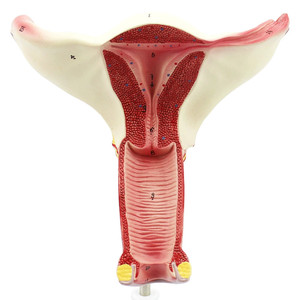 Modelo anatómico de útero vaginal con dispositivo de valor endógeno <span class=keywords><strong>femenino</strong></span> - Product Image 3
