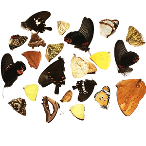 Papillon, pièces cadeau pour enfant, vraies papillons, Original, naturel, DIY, livraison gratuite - Product Image 2