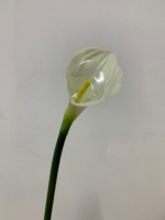 Nouvelle Collection 2026 : Fleurs Artificielles Calla Lily Effet Naturel, Longues Tiges, Idéales pour la Décoration Intérieure, Mariages et Cérémonies Nuptiales