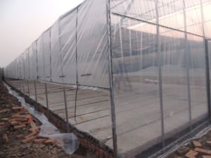 Grande serre <span class=keywords><strong>de</strong></span> haute qualité <span class=keywords><strong>pour</strong></span> les zones chaudes PE matériel toit fenêtre système <span class=keywords><strong>de</strong></span> refroidissement Double <span class=keywords><strong>pour</strong></span> la culture <span class=keywords><strong>de</strong></span> tomates fraises - Product Image 2