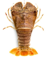 Hoso Langosta Camarón Premium Zapatilla Camarón para Acuario <span class=keywords><strong>o</strong></span> Comida - Product Image 2