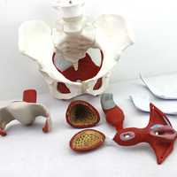 Modèle de muscles du bassin féminin humain, modèle de squelette de haute qualité, modèle anatomique du bassin, équipement pédagogique pour les sciences médicales