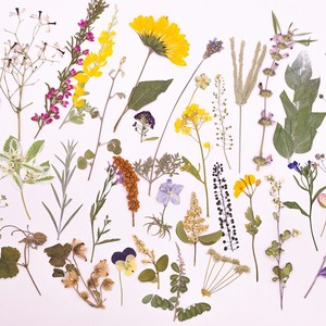 500 pièces/paquet de fleurs séchées, tiges de fleurs pressées, botaniques, artisanales, réalistes, éternelles, naturelles, marque-pages, cadre, Saint-Valentin - Product Image 3