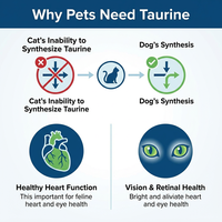 Poudre de Taurine Marque Blanche pour Chats et Chiens – Supplément Haute Pureté pour Animaux de Compagnie – Formule Personnalisée OEM ODM – Fournisseur d'Usine