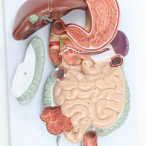 Modelo de sistema digestivo anatómico biológico humano realista KyrenMed desde la cavidad nasal oral hasta el hígado estómago intestino grueso - Product Image 3