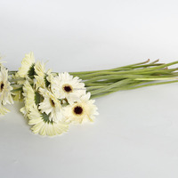 Bunga Gerbera Putih Kualitas Premium, Tanaman Hidup Terinspirasi Bunga Potong Segar