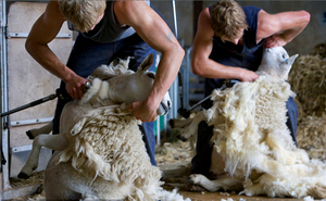 <span class=keywords><strong>Lana</strong></span> di Lavaggio Macchina/<span class=keywords><strong>Lana</strong></span> Macchina di Pulizia Lavanderia Lavatrice Industriale - Product Image 6