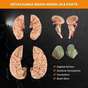 Modèle d'anatomie du cerveau humain en PVC 8 parties, grandeur nature, conception détachable d'apprentissage interactif pour <span class=keywords><strong>les</strong></span> <span class=keywords><strong>neurosciences</strong></span> médicales en <span class=keywords><strong>classe</strong></span> - Product Image 5