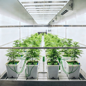 Camas de cultivo móviles, luz de cultivo, control climático, irrigación integrada para plantaciones de alta eficiencia en contenedores de cultivo. - Product Image 3