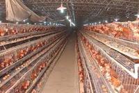Structure en acier, stylo d'entrepôt, ferme, poules, animaux, poules pontes, Construction facile, élevage de poulets
