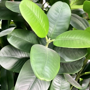 Cây Cảnh Bonsai Nhân Tạo 75Cm, Cây Cảnh Để Trang Trí Nhà Cửa - Product Image 6