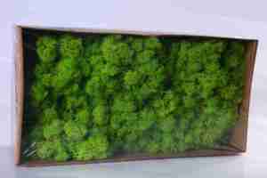 HFlora Factory Direct Online Shopping Diwali Decoration Red Irish Preserved <strong>Moss</strong> Pure Natural Softness Enternal <strong>Moss</strong> - Product Image 2