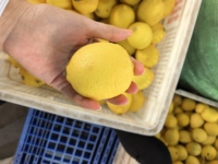Fruits Citronnés - Certifiés ISO, Oranges et Citrons Frais d'Origine Chine, Emballés en Ferme, Taille 65-100 cm, Qualité Supérieure, Vrac/Carton, Durée de Conservation 1 An