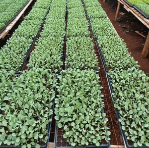 Plateau <span class=keywords><strong>de</strong></span> semis <span class=keywords><strong>de</strong></span> haute qualité à 21, 32, 50, 72, 98, 128, 200 alvéoles pour la germination et la <span class=keywords><strong>culture</strong></span> des graines - Product Image 4